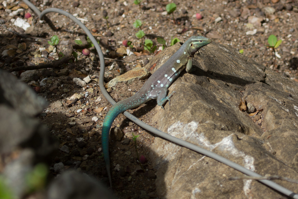 Laurent's Whiptail