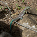 Laurent's Whiptail - Photo (c) avocat, some rights reserved (CC BY-NC), uploaded by avocat