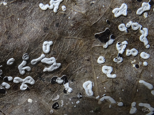 Representative image of Didymium comatum