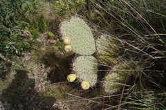 Opuntia huajuapensis