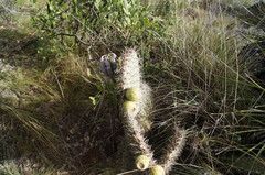 Opuntia huajuapensis