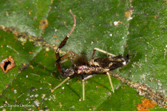 Entomobryoidea