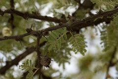 Acacia gerrardii image