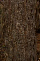 Vachellia nilotica subsp. kraussiana image