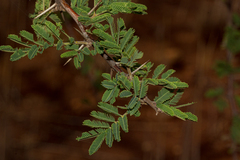 Vachellia nilotica subsp. kraussiana image