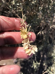 Atriplex canescens laciniata