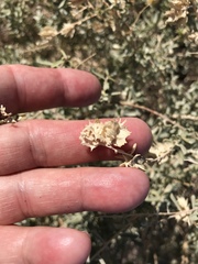 Atriplex canescens laciniata