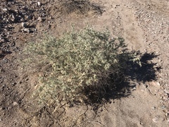 Atriplex canescens laciniata