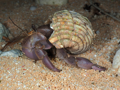 Coenobita brevimanus