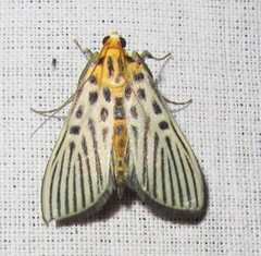Tyspanodes hypsalis
