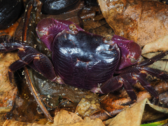 Geograpsus grayi