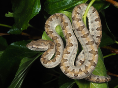 Protobothrops elegans