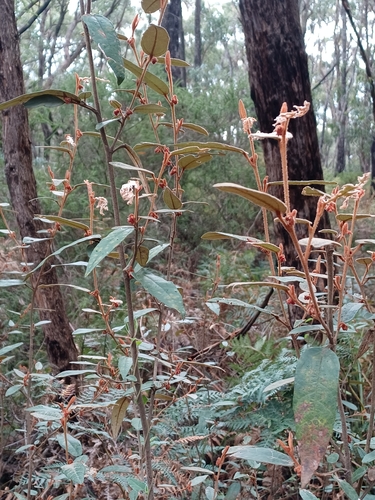 Image of Lasiopetalum macrophyllum by (c) Peter Crowcroft, some rights reserved (CC BY)