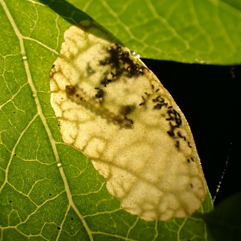 Scolioneura vaccinii