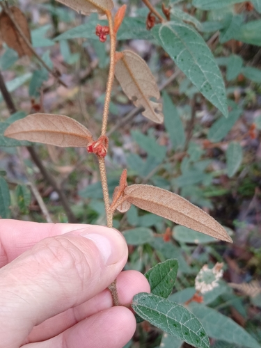 Image of Lasiopetalum macrophyllum by (c) Peter Crowcroft, some rights reserved (CC BY)