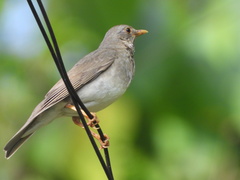 Tickell's Thrush photo 5