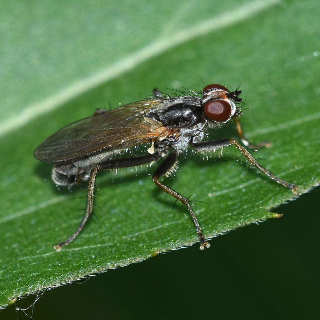 Cordilura