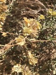 Atriplex canescens laciniata
