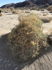 Atriplex canescens laciniata