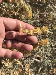Atriplex canescens laciniata