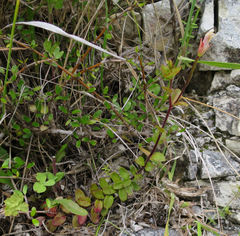 Epilobium wilsonii