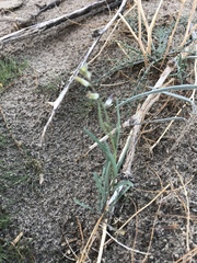 Streptanthus longirostris