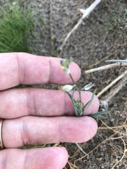 Streptanthus longirostris