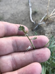 Streptanthus longirostris