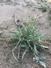 Streptanthus longirostris