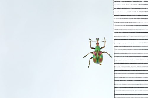 Byctiscus princeps