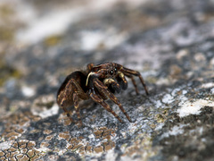 Attulus monstrabilis