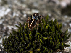 Attulus monstrabilis