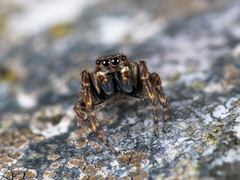 Attulus monstrabilis