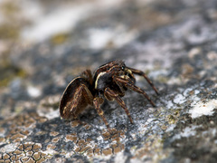 Attulus monstrabilis