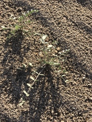 Astragalus lentiginosus borreganus