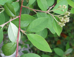 Cotoneaster glaucophyllus