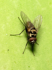 Limnophora