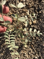 Astragalus lentiginosus borreganus