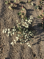 Astragalus lentiginosus borreganus