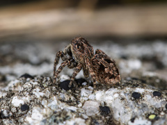 Attulus monstrabilis