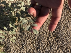 Astragalus lentiginosus borreganus