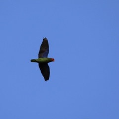 Geoffroyus geoffroyi