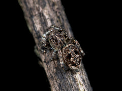 Attulus monstrabilis