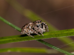 Attulus monstrabilis