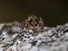 Attulus monstrabilis