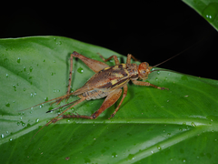 Cardiodactylus guttulus