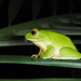 Owston's Green Tree Frog - Photo (c) Zhang Xiaofeng, some rights reserved (CC BY-NC-ND), uploaded by Zhang Xiaofeng