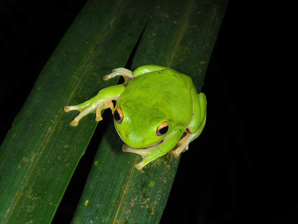 Owston's Green Tree Frog