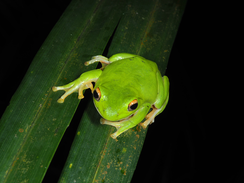 Zhangixalus owstoni (Stejneger, 1907)