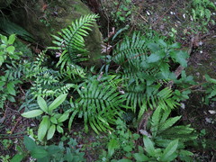 Blechnum triangularifolium